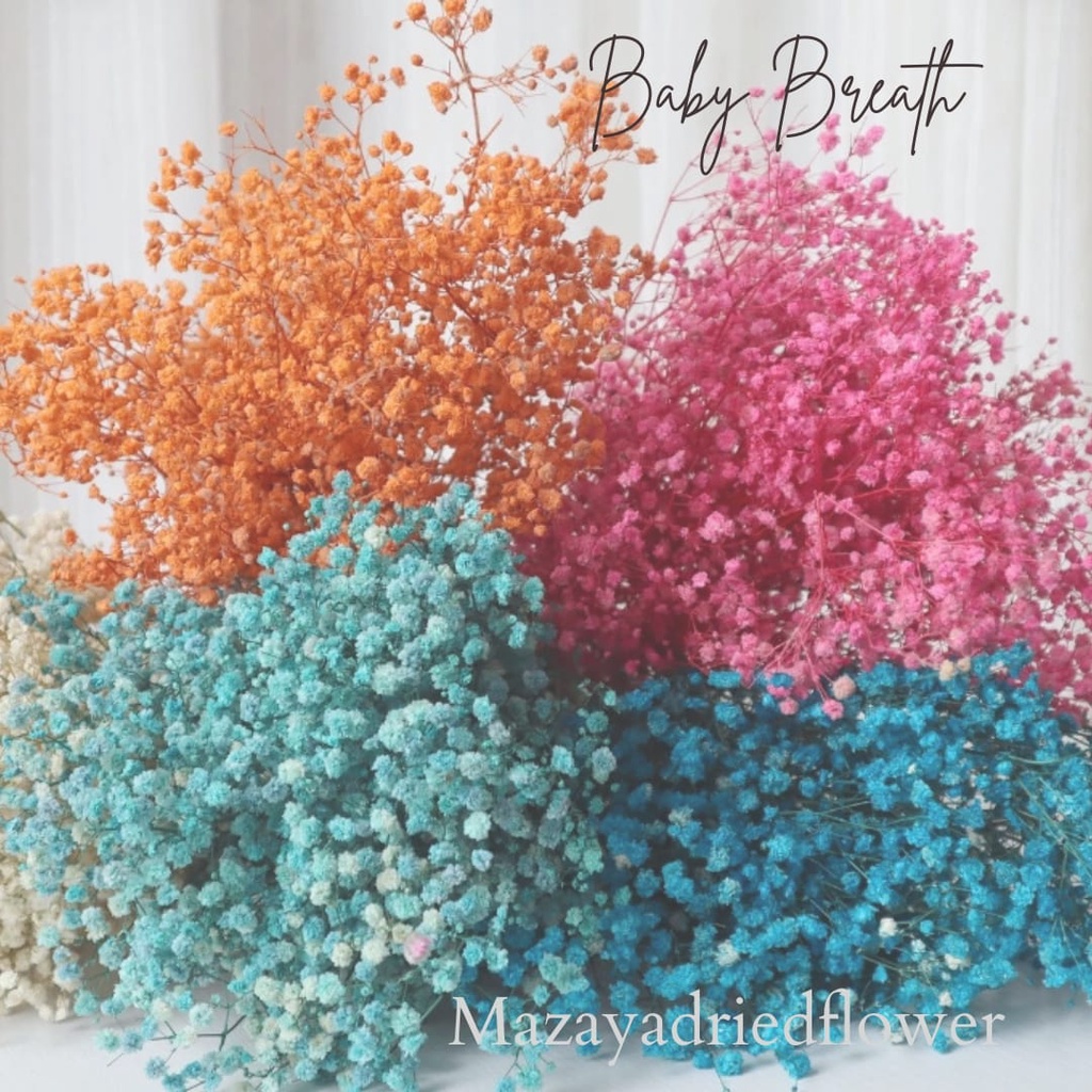 Preserved babybreath / color babybreath