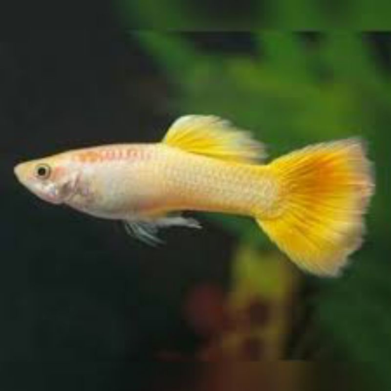 

Ikan yellow creb