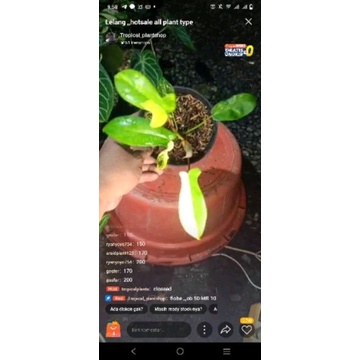 Philodendron florida beauty