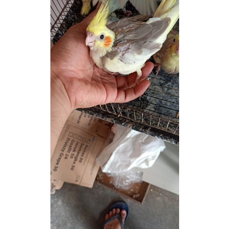 Anakan/Lolohan Burung Falk/Burung parkit Australia Cinamon Jinak Total
