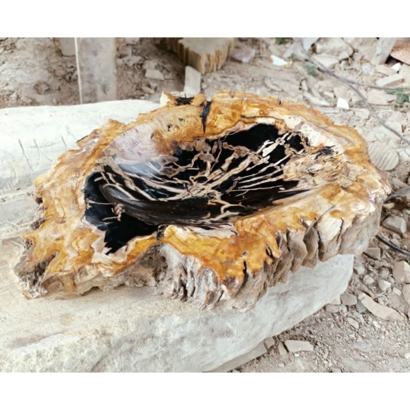 Asbak Fosil Kayu