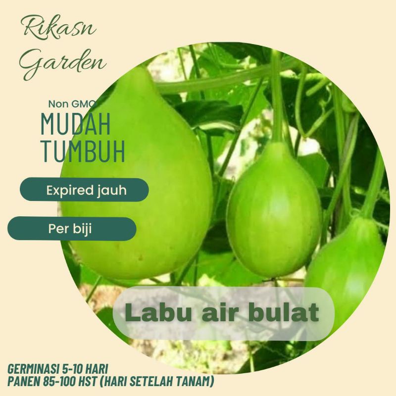 KHUSUS BATAM Benih biji bibit labu air bulat