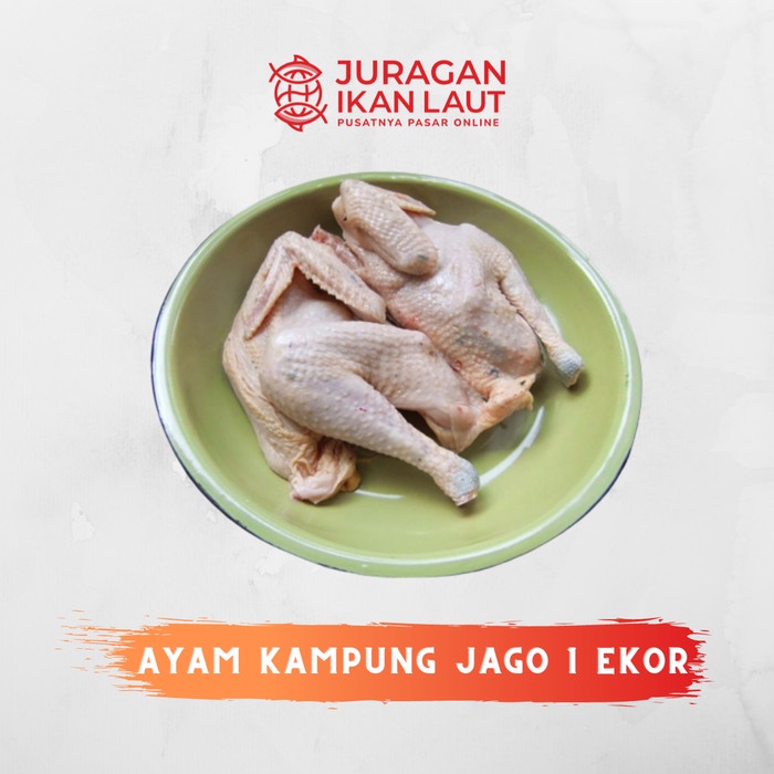 Ayam Kampung Jago Hidup Berkualitas - 1 Ekor