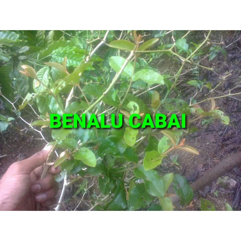 

BENALU CABAI KERING HIJAU 1000 GRAM (PREMIUM QUALITY)
