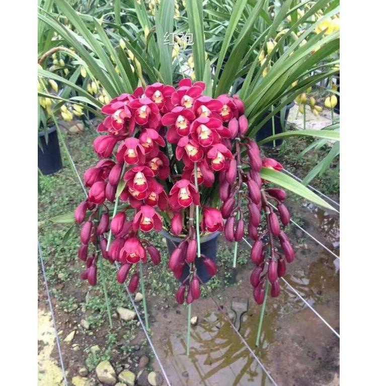 TMR.21De22ᴾ ▪ Anggrek Cymbidium dark red f1