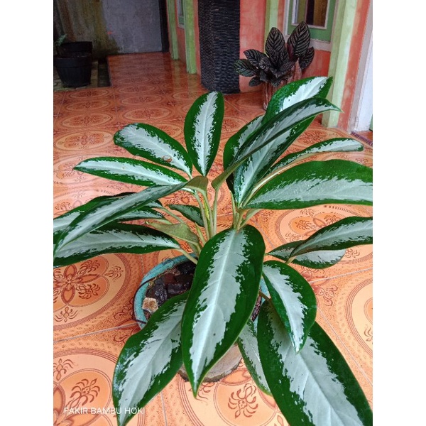 TANAMAN AGLONEMA SRI REJEKI SILVER / SRI REJEKI BLENCENG