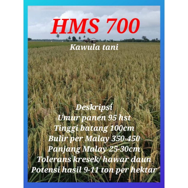 benih padi HMS700 1kg