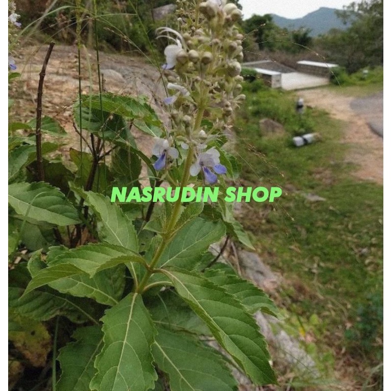 

[Fresh] BIBIT SENGGUGU BIBIT STEK SENGGUGU / Srigunggu, Obat Gurah, Bunga Pakan Lebah