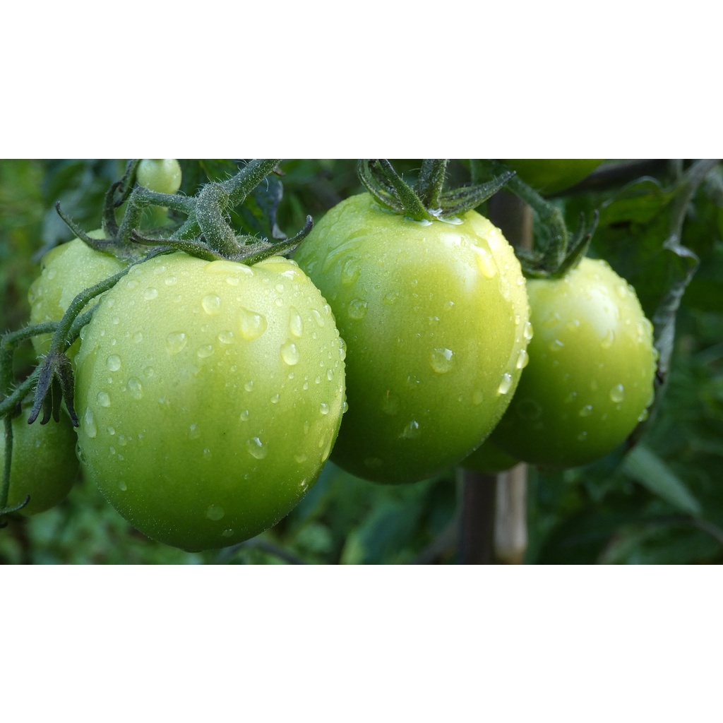 

Tomat Hijau Green Tomato 100 gr