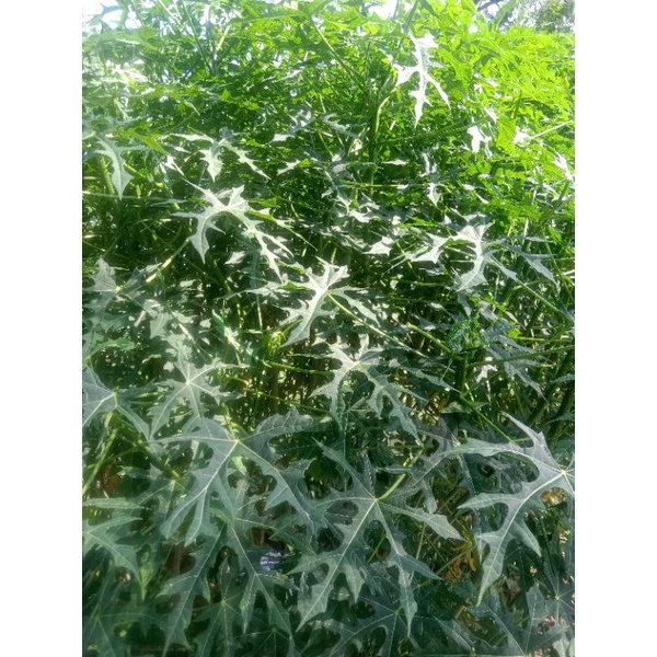 

Daun gedi segar / Pepaya Jepang