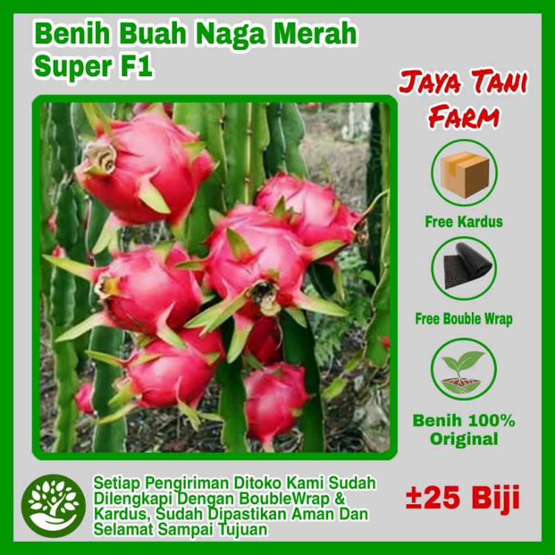 25 Biji Benih Buah Naga Merah Super Hibrida / Benih Buah Naga / Bibit Tanaman / Biji Buah Naga / Ben