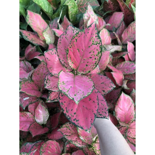 Aglaonema Sexy Ruby