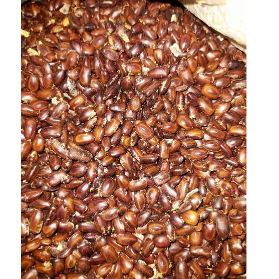 

ㅓ 1kg biji pohon trembesi(keduh murah) ✹