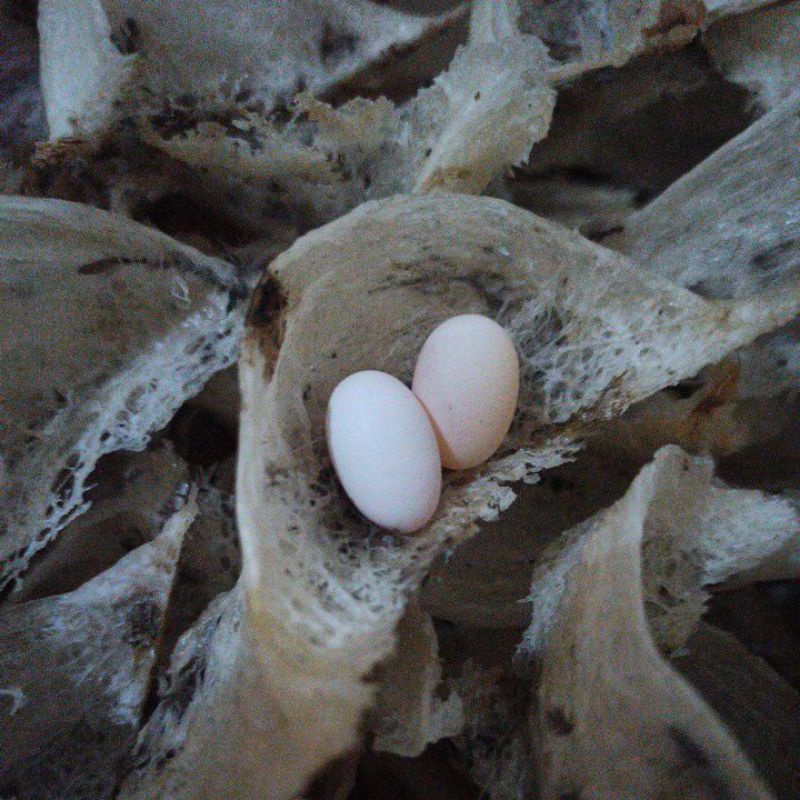 

Telur Walet Asli