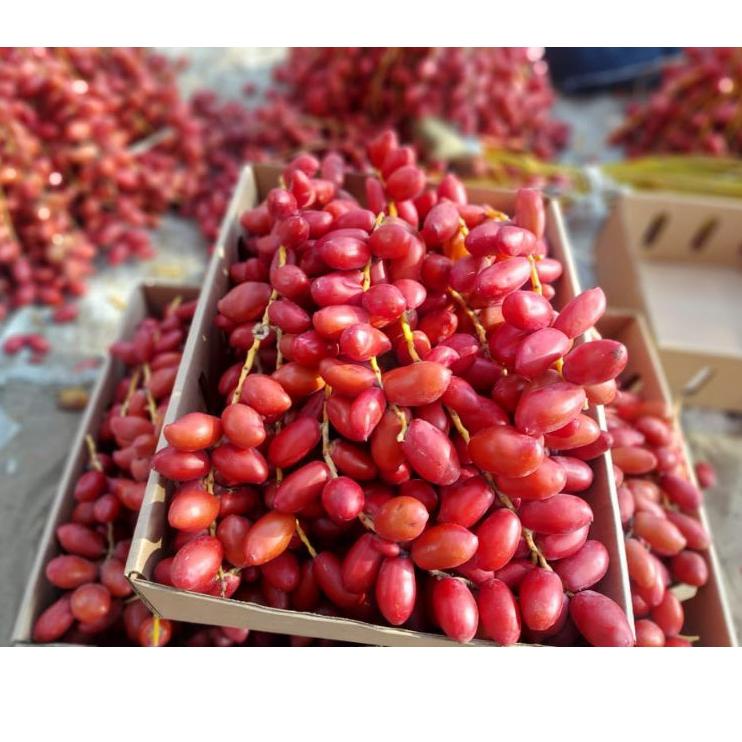 

(V>4E») Kurma muda segar /fresh bukan frozen kekinian