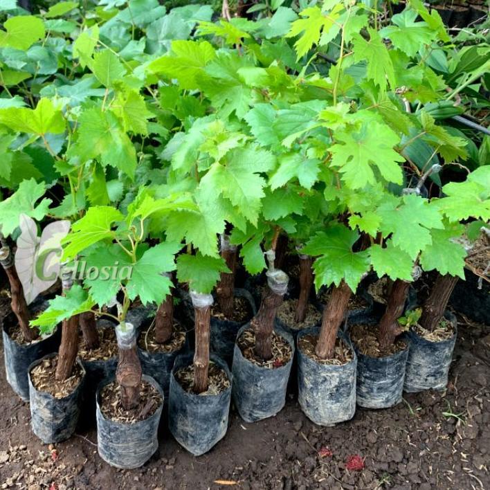 

Bibit Tanaman Anggur Import Manicur Finger (Grafting, Cepat Berbuah)