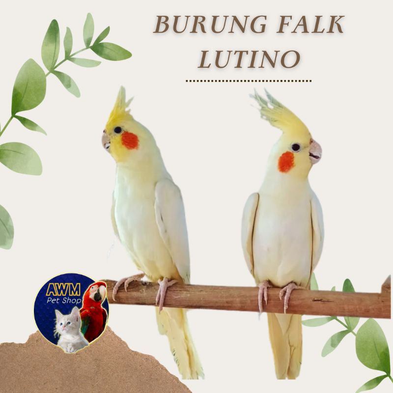 BURUNG FALK LUTINO / BURUNG PARKIT AUSTRALIA