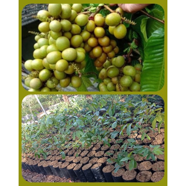 Bibit Buah Matoa Super