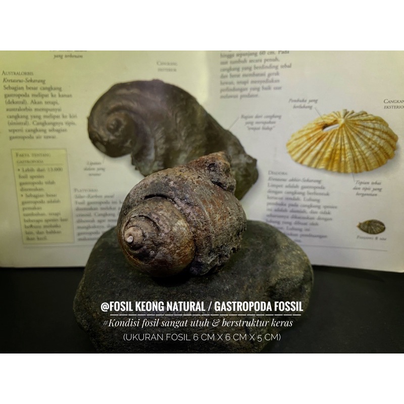 Fosil Keong Semi Crystal B50 atau Fosil Keong Purba atau Fosil Kerang Merah atau Fosil Kol Buntet