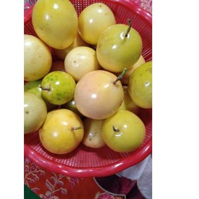 

TREND TERKINI Buah markisa kuning 1 KG (ada selalu) ♗ 848