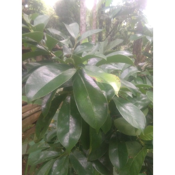 

daun sirsak press segar