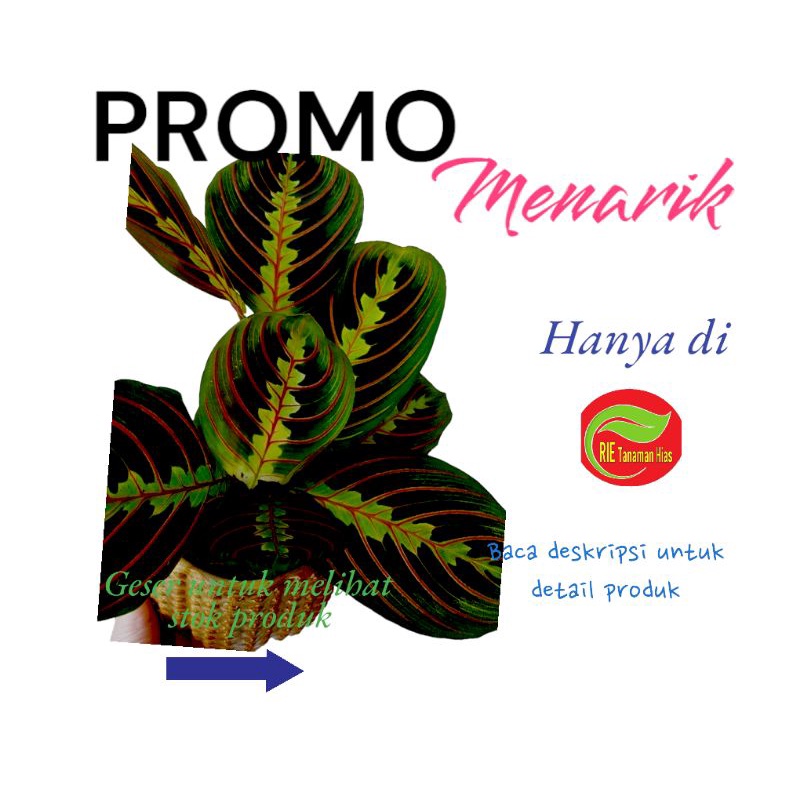 Tanaman hias calatea kepiting