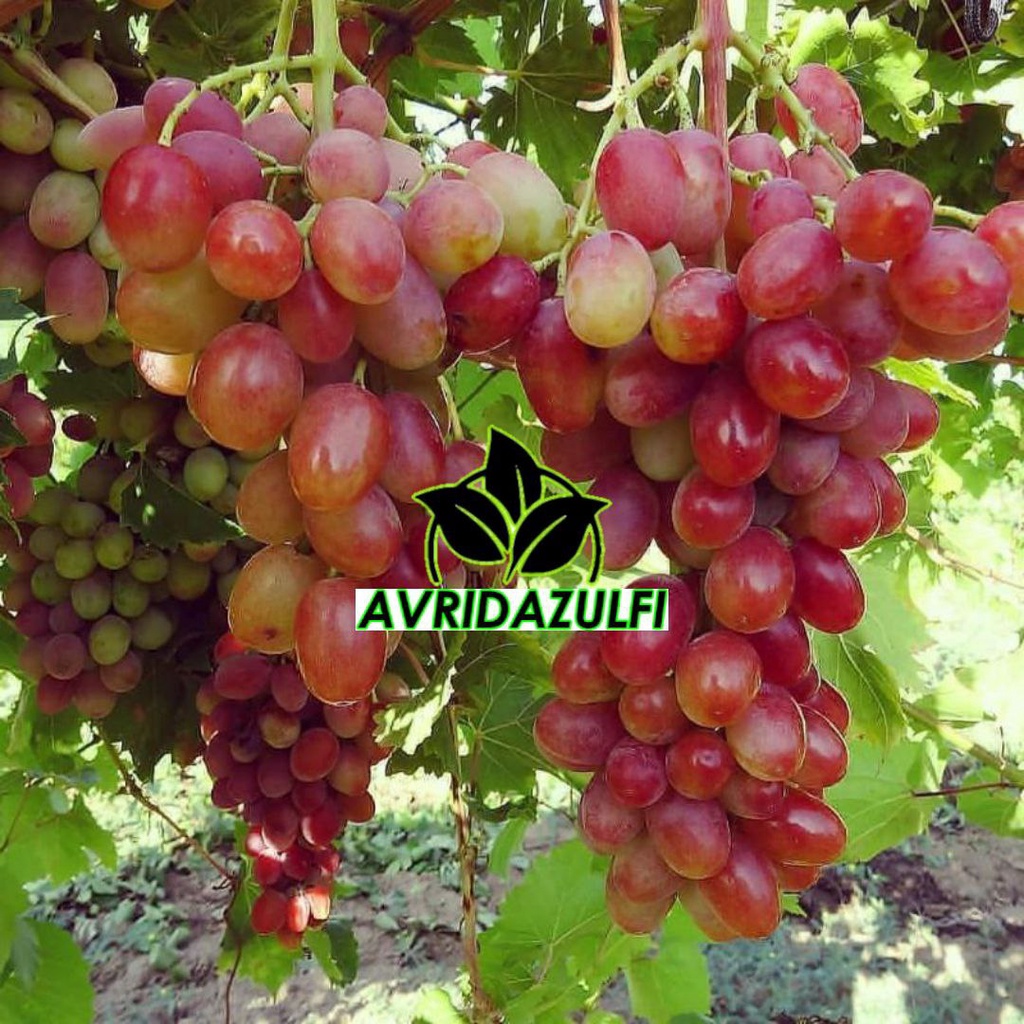 Bibit Anggur Ninel Super Genjah