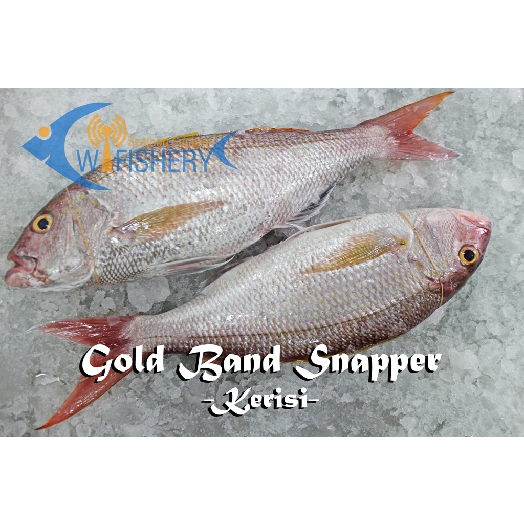 

Ikan Kerisi Utuh Bersih - Goldband Snapper WGGS