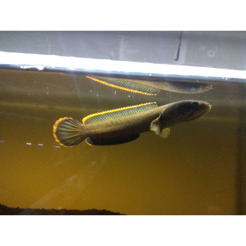 cod kebutuhan aquarium channa cana limbata bahan kontes uk 15cm++ galak