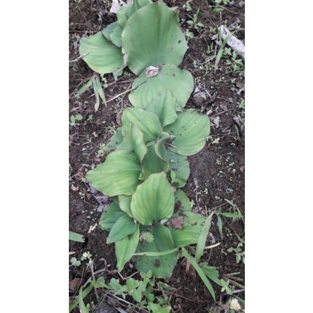 Daun Kencur Segar Fresh