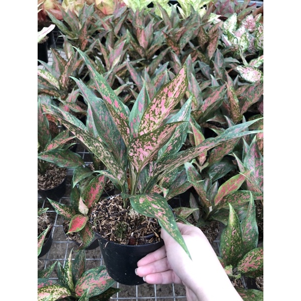 Aglaonema Ruby kirana