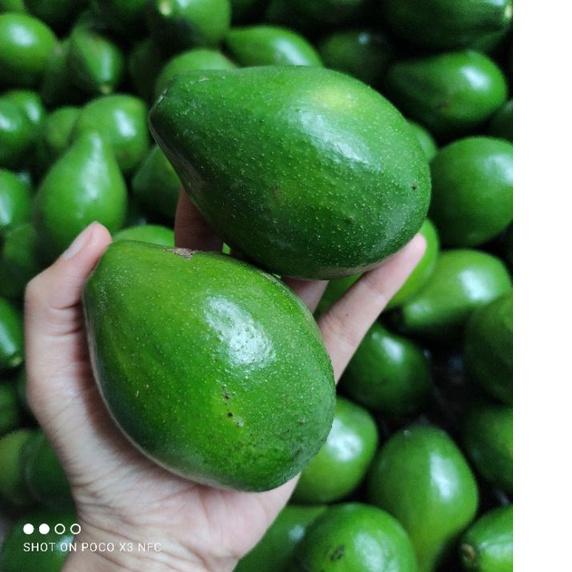 

ざ Alpukat mentega (BUAH APUKAT) sekilo isi 6-7 up (harga 15.000) ➸