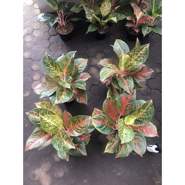 Aglaonema red twister jumbo