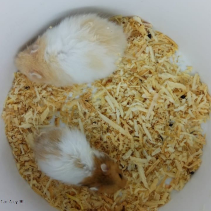 SYRIAN LONG HAIR HAMSTER SEHAT BERKUALITAS