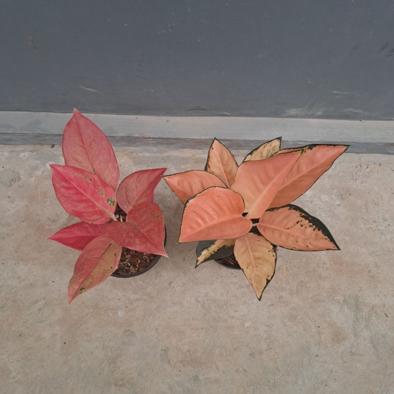 pake 2 aglaonema koleksi langka