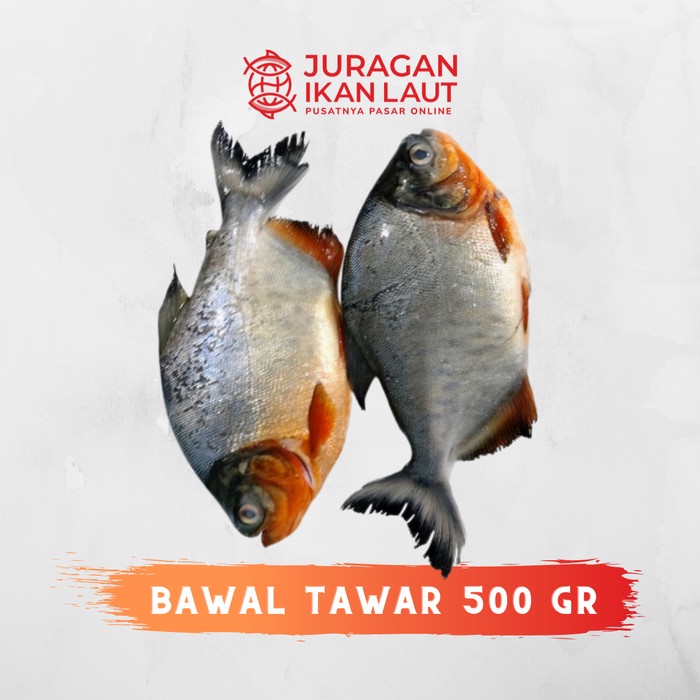 

Ikan Bawal Tawar Segar Fresh Berkualitas - 500 Gram