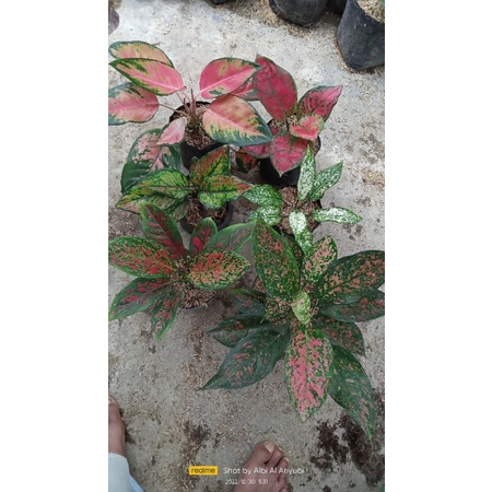 paket 6 jenis aglonema (red kochin, Heng Heng pelangi, Venus, Ruby Garuda batik, snow white, dut Anj