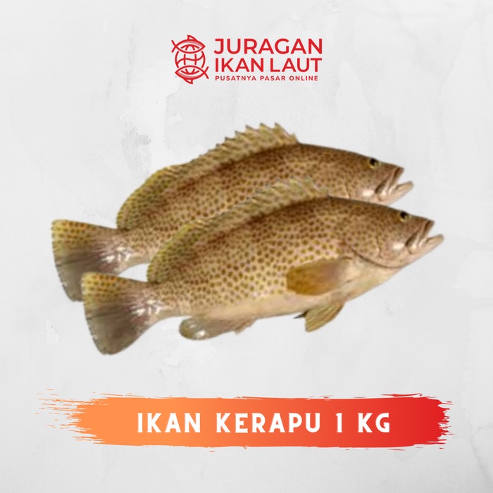 

Ikan Kerapu Segar Berkualitas - 1 Kilogram