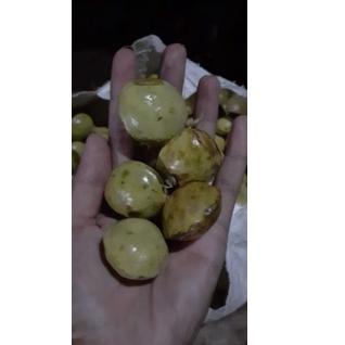 

(F-7-Y☎) jengkol muda / lalap / sayuran 250g premium