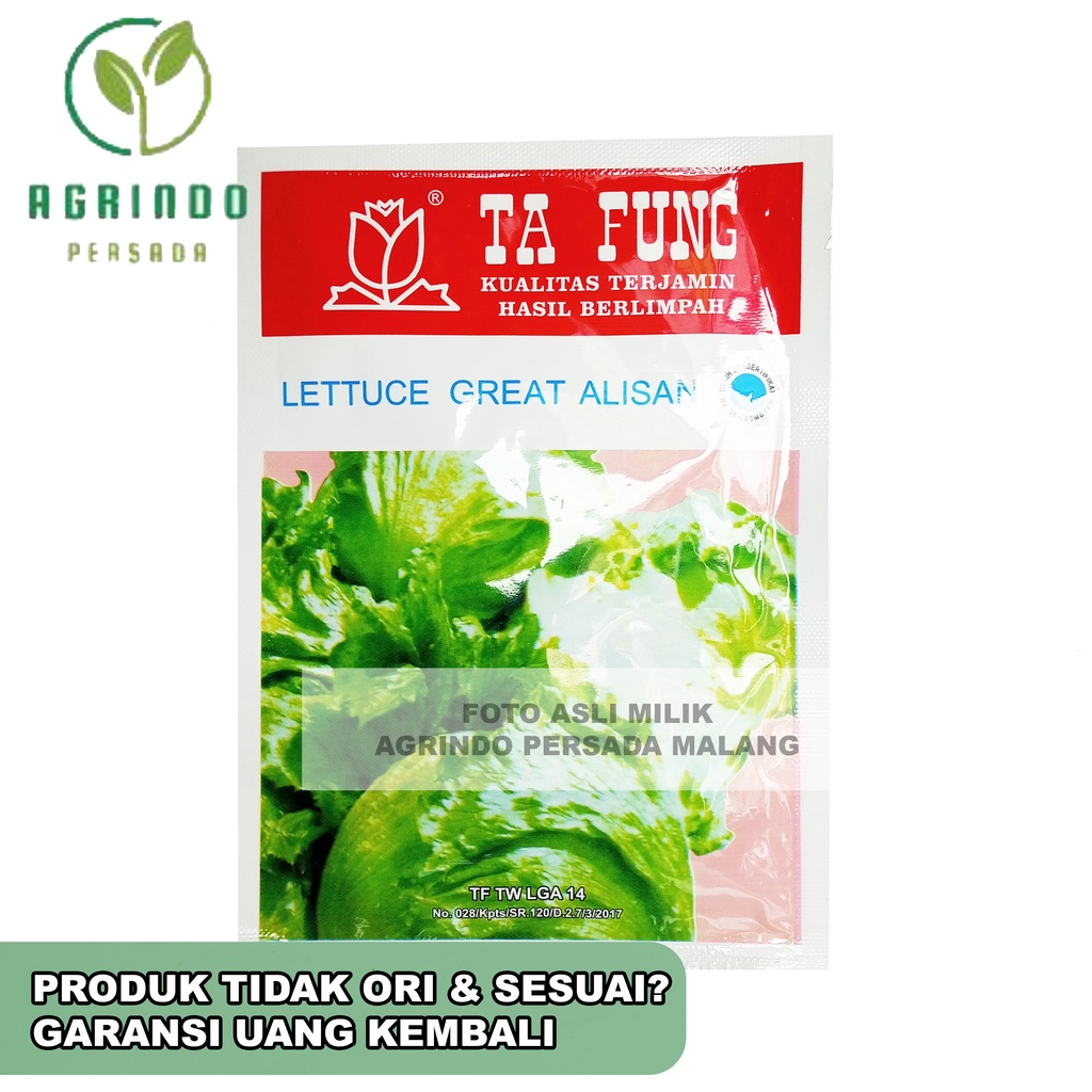 Benih Lettuce Great Alisan 10 gram Ta Fung Seed