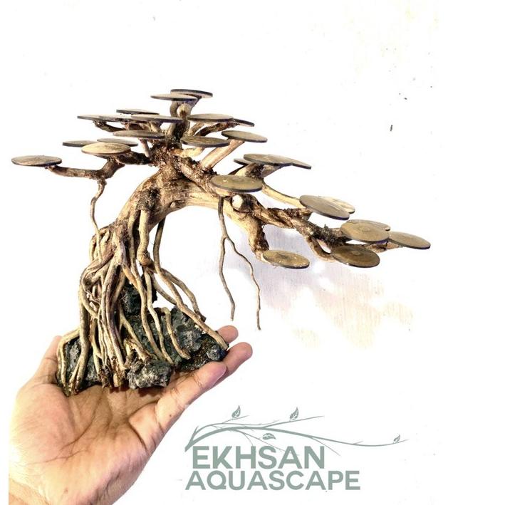 ➨ BONSAI AQUASCAPE PROMO BONUS MOSS WEEPING COD .,.,