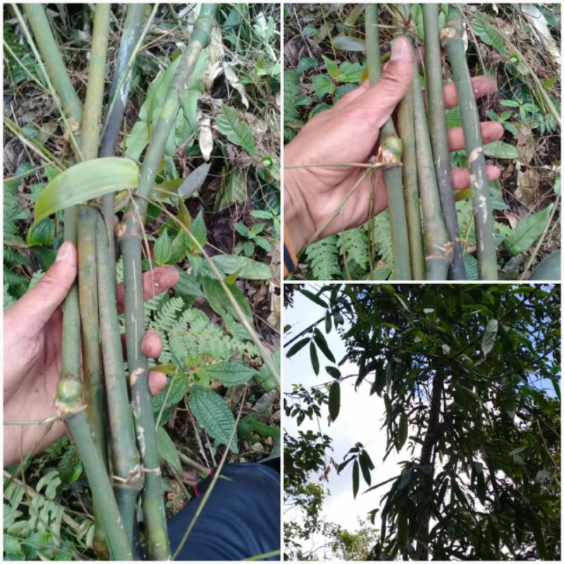 Stek bambu rambat hutan/bambu cangkuang perbatang