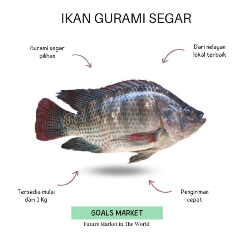 

Ikan Gurami Ikan Gurame 1 kg Ikan Segar Gurami Jumbo