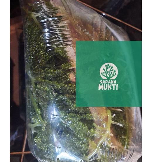 

[Q(6)O ✓] Anggur laut/ Green Caviar/ Latoh/ Lawi lawi/ Sea Grapes (Caulerpa Sp.)-premium