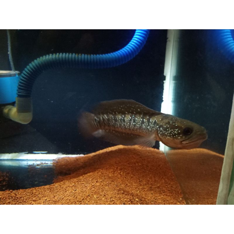 chana asiatica rsws size 15cm