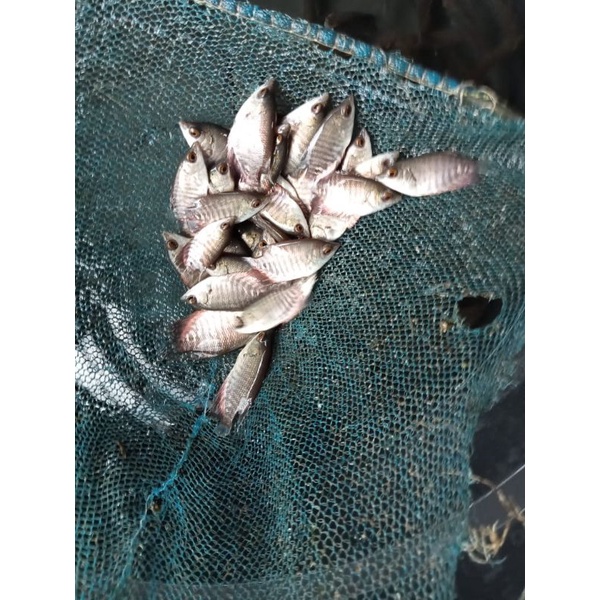 bibit ikan gurame sowang ukuran silet'