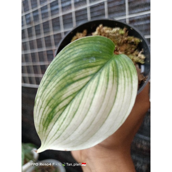 ScindapsusWhiteMonster