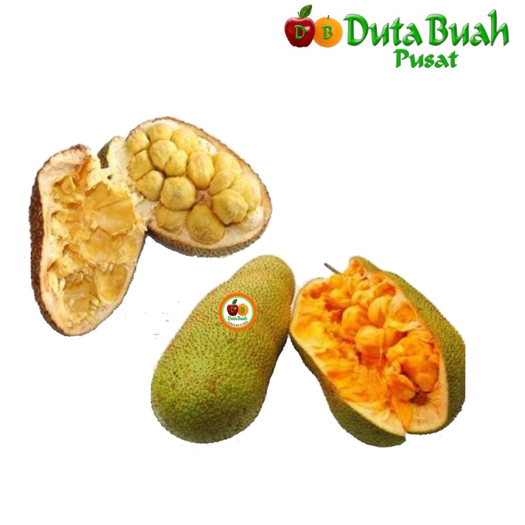 

DUTA BUAH Cempedak (+-1.5kg-3kg/buah)