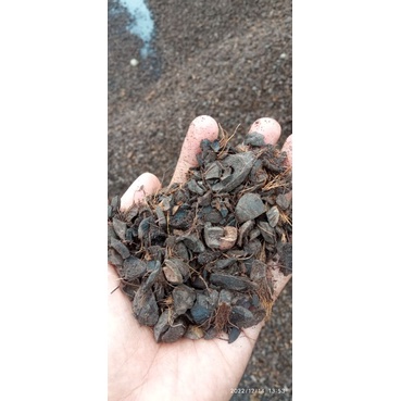 Cangkang kelapa sawit