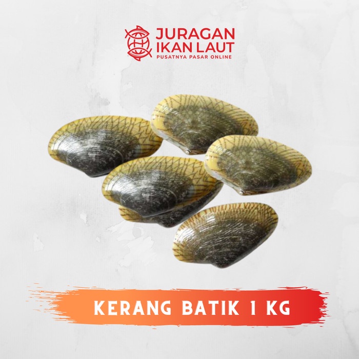 

Kerang Batik Segar Fresh Berkualitas - 1 Kilogram